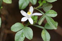 Naregamia alata